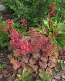 View full-size image Heuchera × hybrida