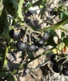 View full-size image Solanum nigrum