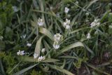 Смотреть изображение род Ornithogalum