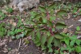 View full-size image Paeonia caucasica