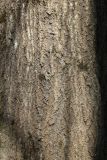 View full-size image Populus tremula