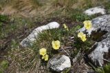 View full-size image Viola oreades