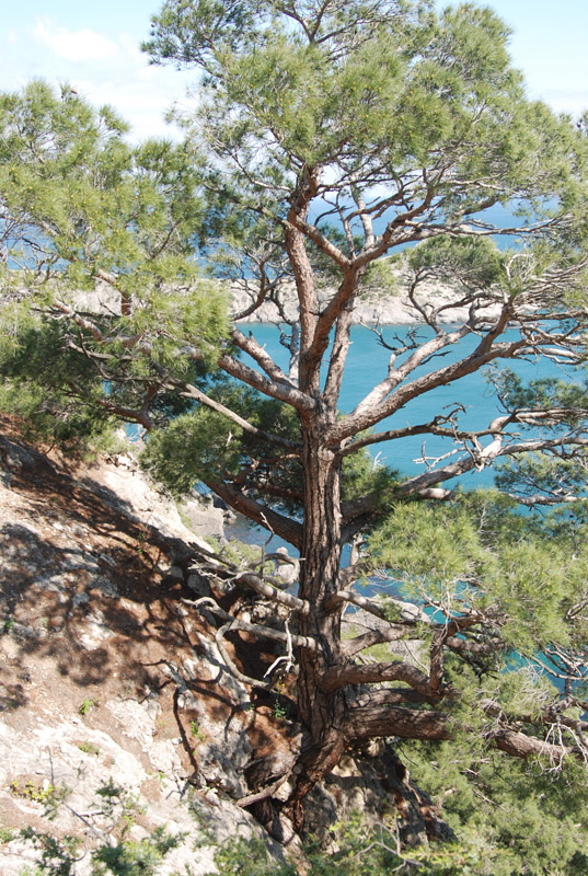 Image of Pinus pityusa specimen.