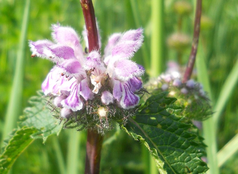 Image of Phlomoides tuberosa specimen.