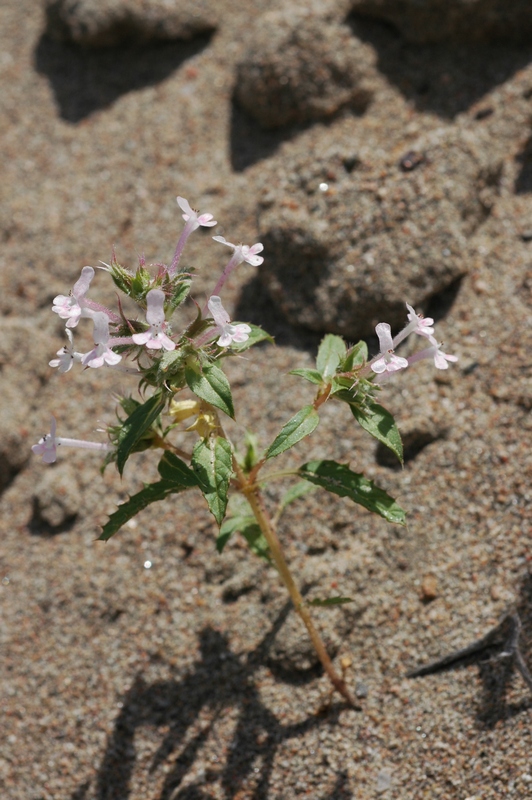 Изображение особи Chamaesphacos ilicifolius.