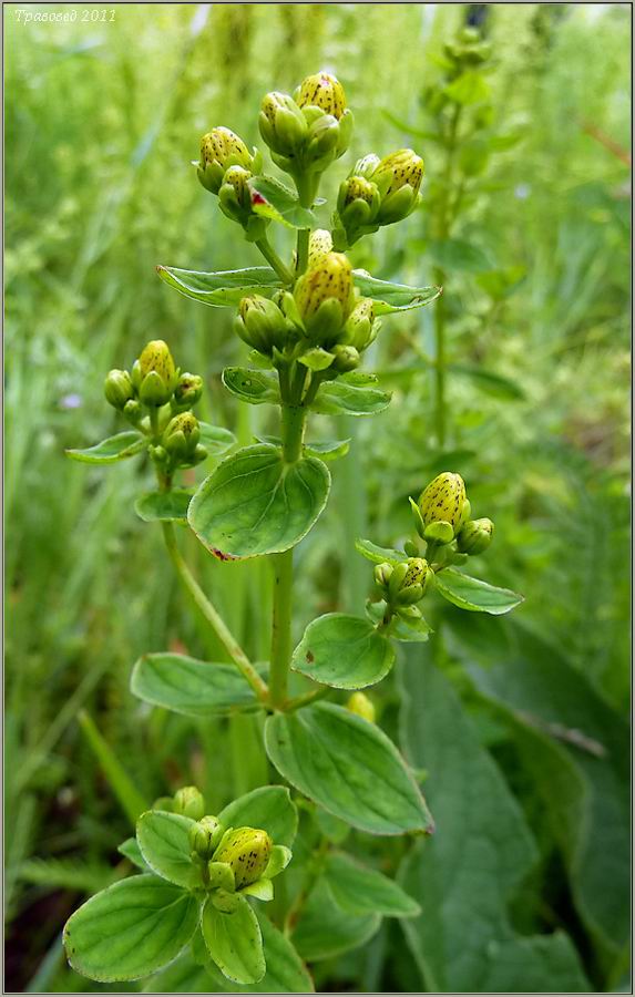 Image of Hypericum maculatum specimen.