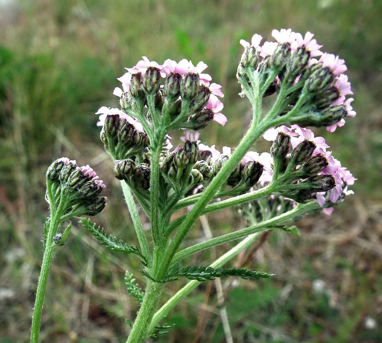 Image of Achillea apiculata specimen.