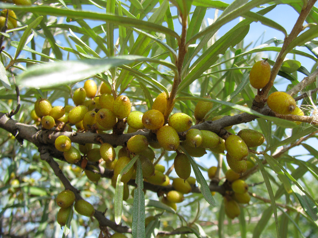 Image of Hippophae rhamnoides specimen.