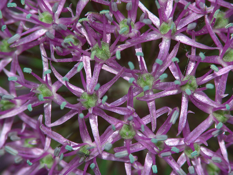 Image of Allium stipitatum specimen.