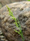 Poa alpigena subspecies colpodea. Соцветие. Полярный Урал, верховье Хойлы. 25.07.2011.