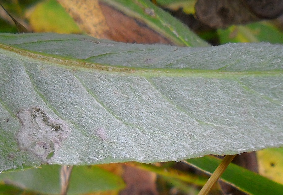 Image of Cirsium incanum specimen.