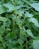 Solanum nigrum subspecies schultesii. Верхушка цветущего и плодоносящего растения. Ростовская обл., дельта Дона, хутор Узяк, у тропинки на берегу одноимённой протоки. 03.07.2011.