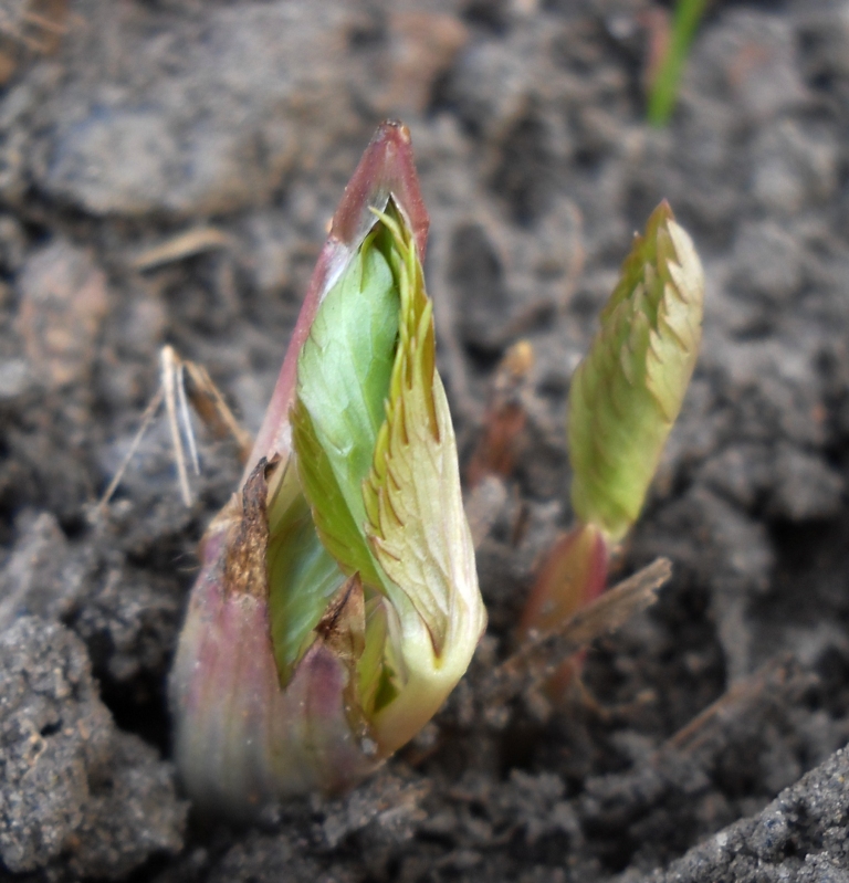 Image of Trollius europaeus specimen.