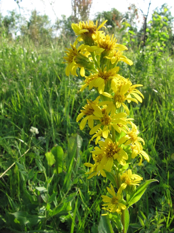 Image of Solidago virgaurea ssp. lapponica specimen.