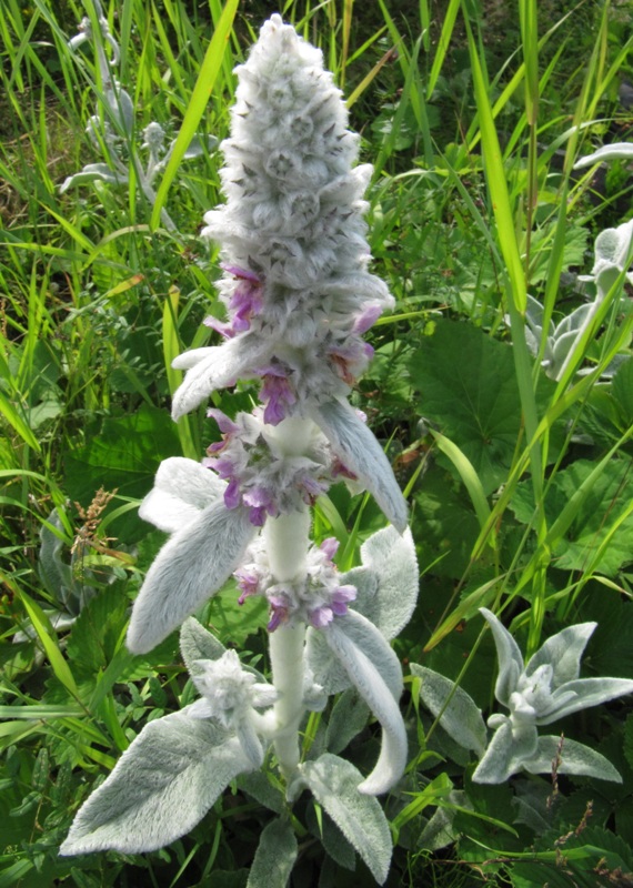 Изображение особи Stachys byzantina.