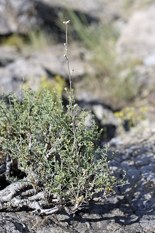 Image of Seseli marginatum specimen.