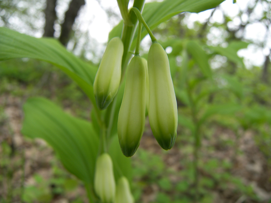 Image of Polygonatum ovatum specimen.