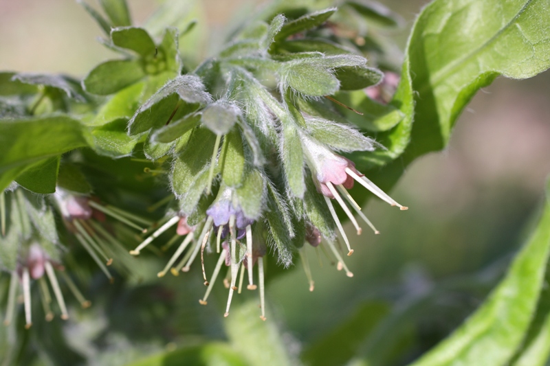 Image of Solenanthus biebersteinii specimen.