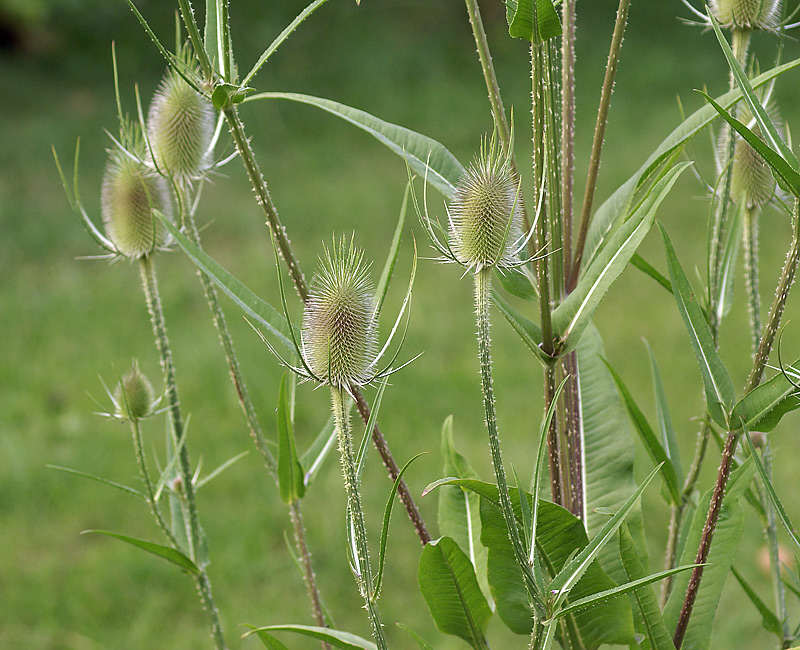 Изображение особи Dipsacus fullonum.