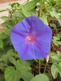 Ipomoea indica. Цветок. Испания, Каталония, провинция Girona, Costa Brava, Sant Feliu de Guíxols, рудеральное местообитание (на куче растительного мусора). 23 октября 2008 г.