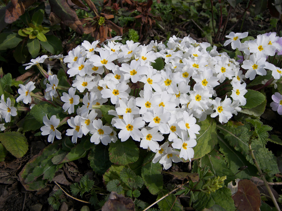 Изображение особи Primula vulgaris.