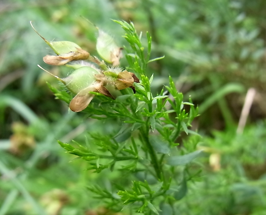 Image of genus Genista specimen.