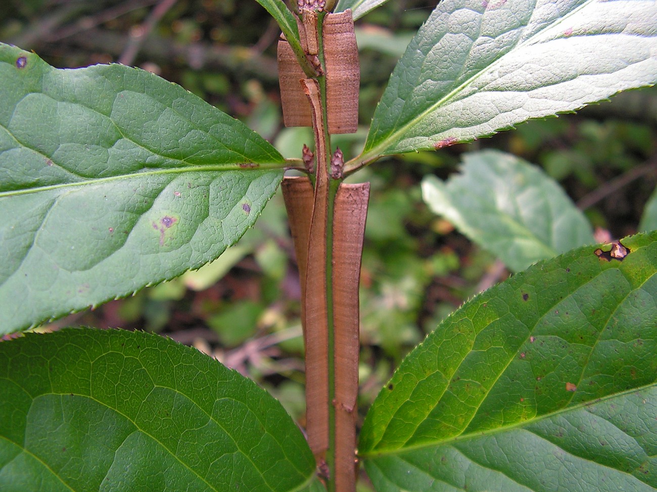 Image of Euonymus sacrosanctus specimen.