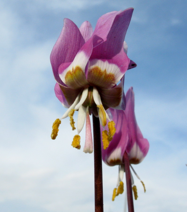 Image of Erythronium sajanense specimen.