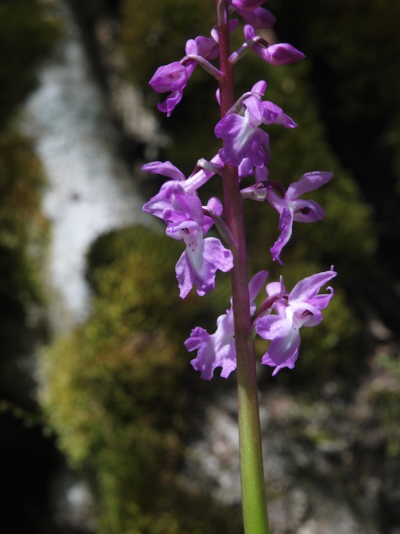 Изображение особи Orchis mascula.