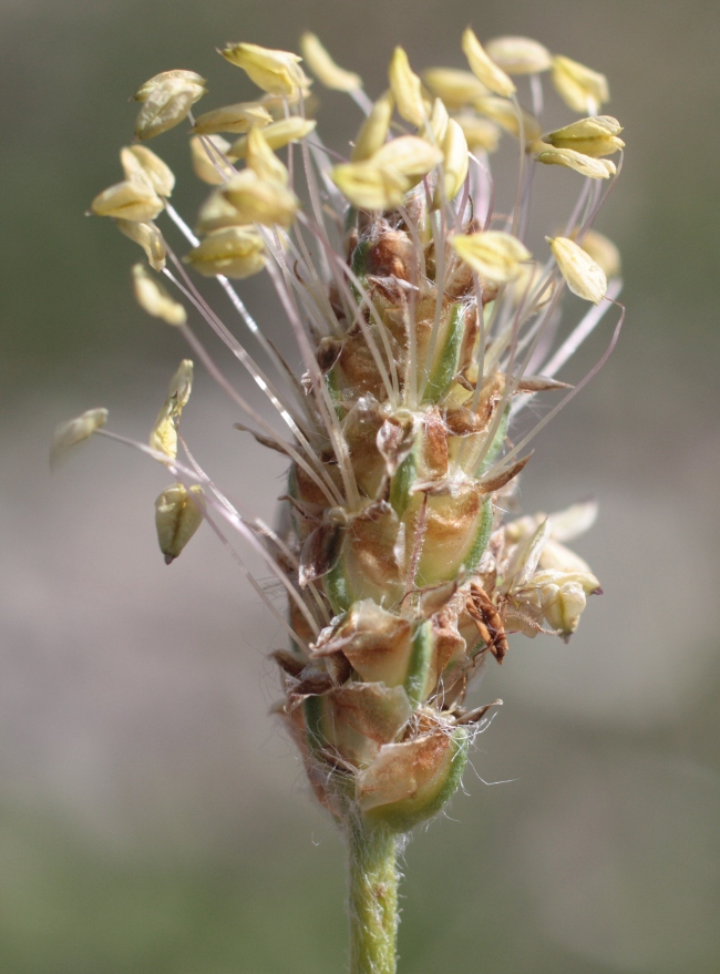 Изображение особи Plantago atrata.