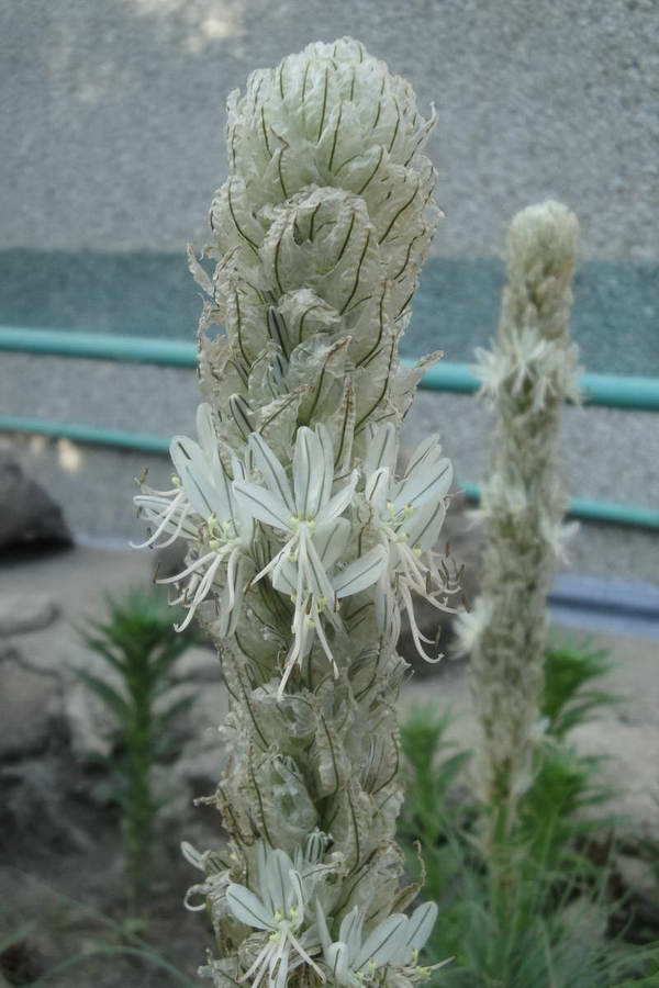 Image of Asphodeline taurica specimen.