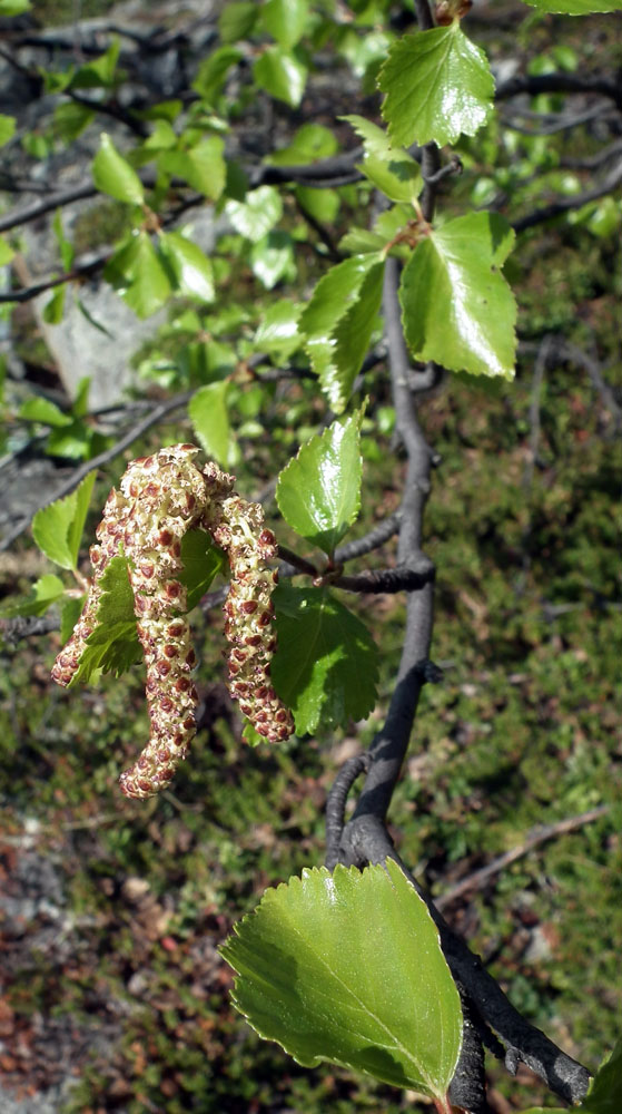 Image of genus Betula specimen.