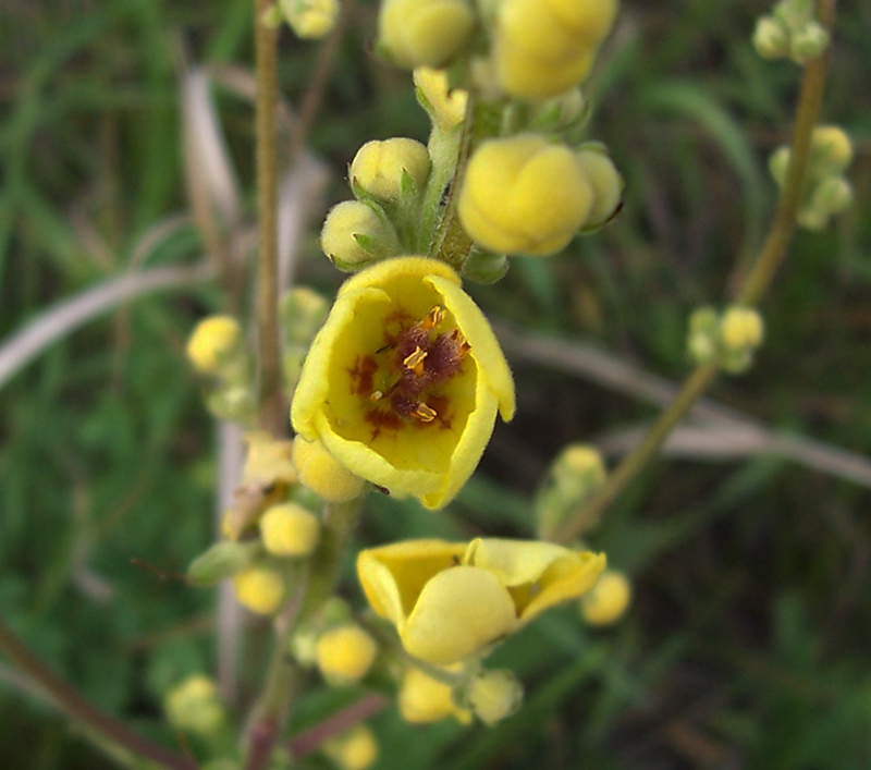 Image of Verbascum marschallianum specimen.