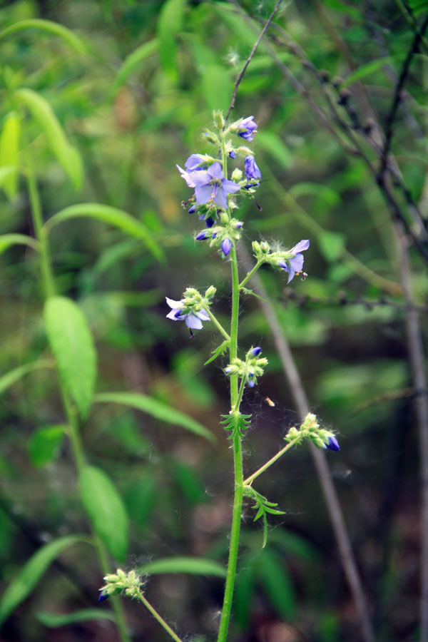 Изображение особи Polemonium chinense.