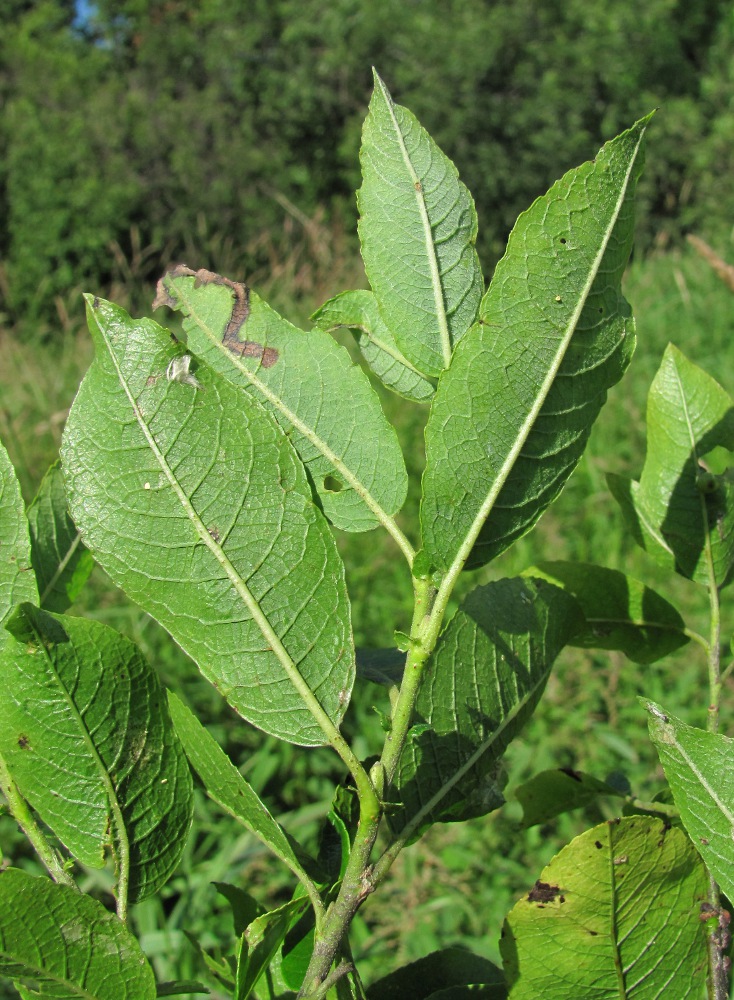 Image of Salix myrsinifolia specimen.