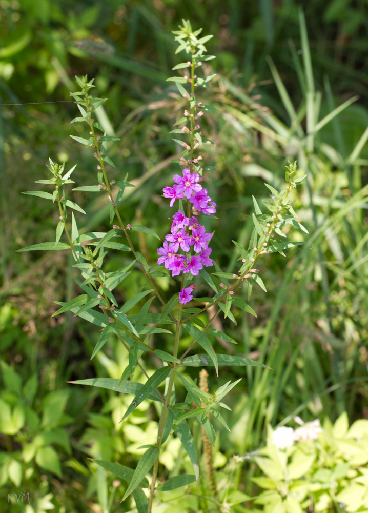 Image of Lythrum salicaria specimen.