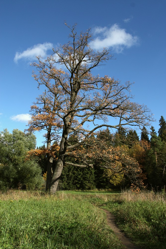 Image of Quercus robur specimen.