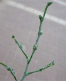 Halothamnus hierochunticus. Верхушка цветущей веточки. Израиль, г. Беэр-Шева, пустырь. 05.11.2012.