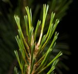 Pinus sibirica