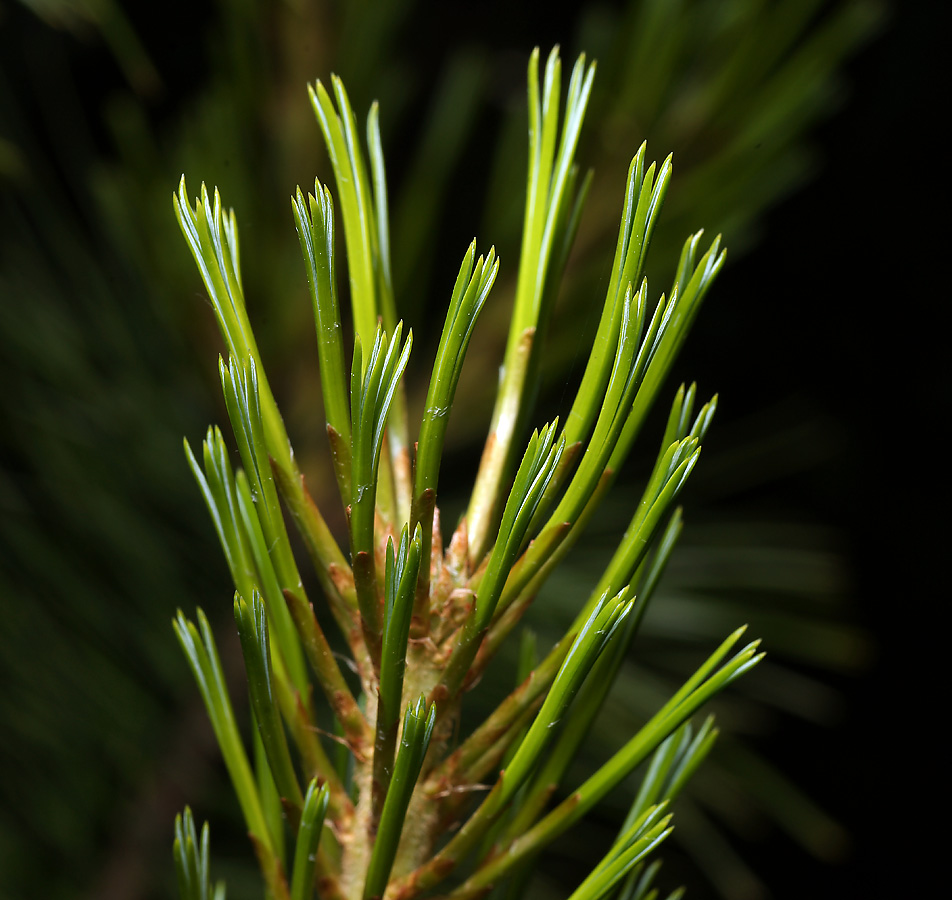 Изображение особи Pinus sibirica.