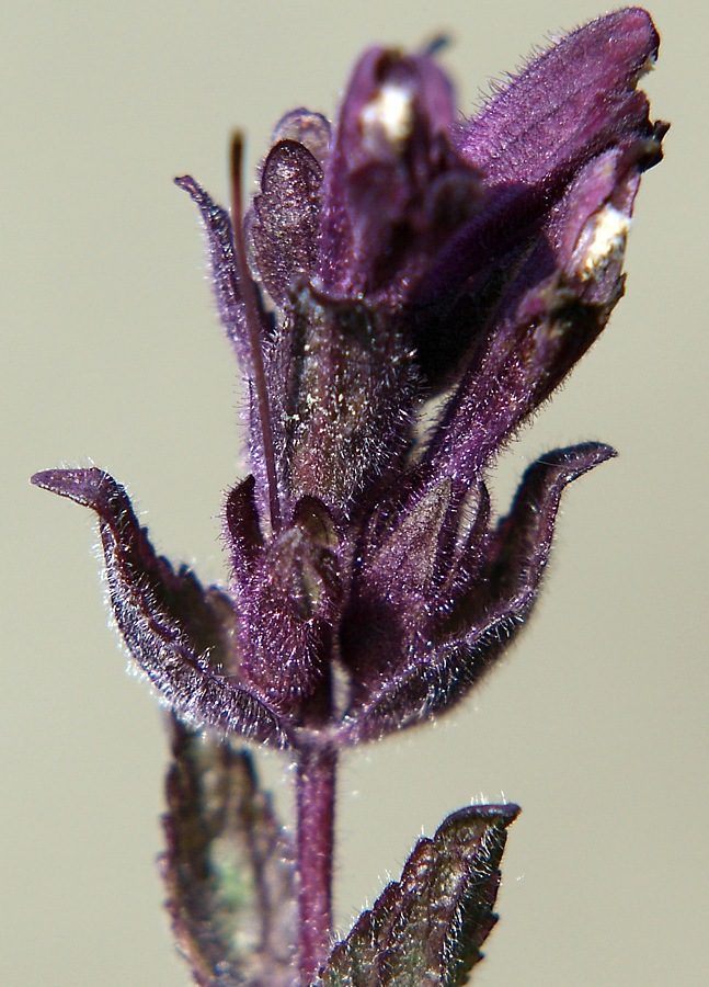 Image of Bartsia alpina specimen.