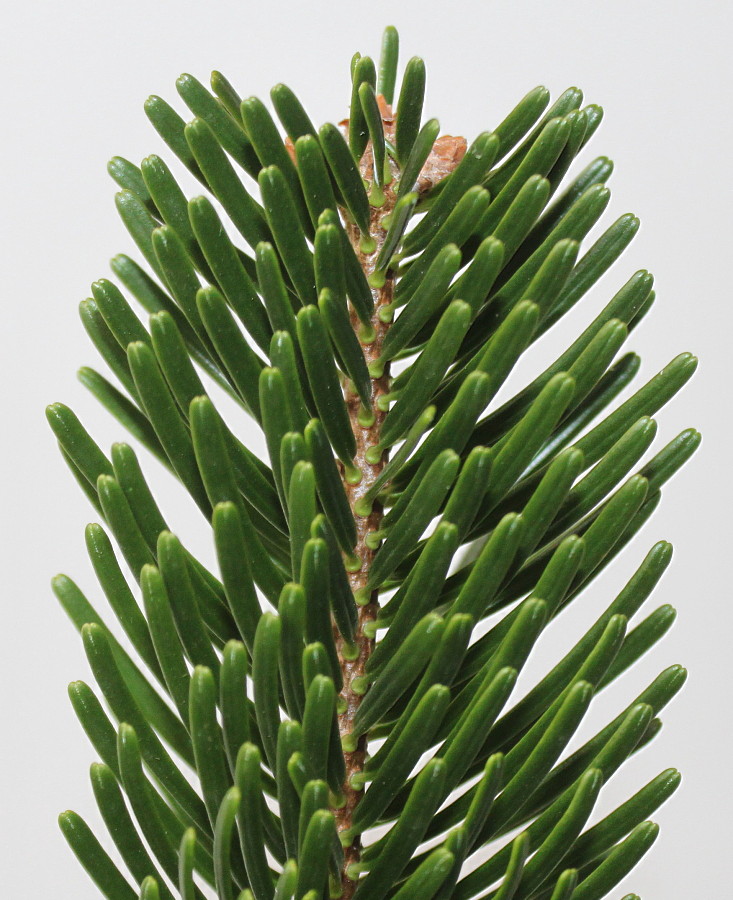 Image of Abies nordmanniana specimen.