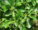 Euonymus japonicus. Верхушки бутонизирующих соцветий. Франция, Приморские Альпы, г. Сен-Жан-Кап-Ферра, вилла Эфрусси-де-Ротшильд, аллея парка у западной стены. 20.06.2012.