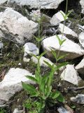 Смотреть изображение Gastrolychnis saxatilis