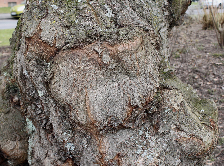 Image of Prunus serrulata specimen.