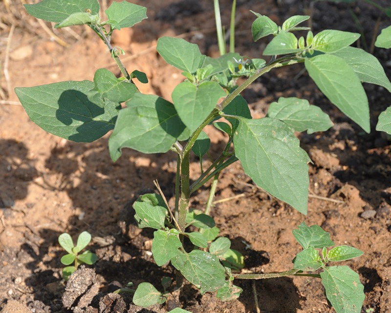 Image of genus Solanum specimen.