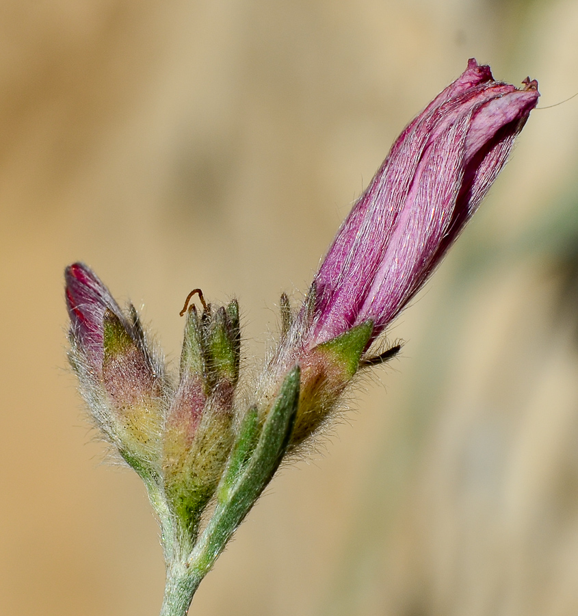 Image of Convolvulus oleifolius specimen.