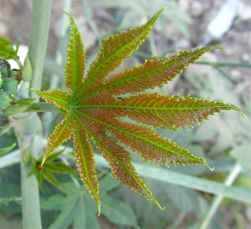 Image of Ricinus communis specimen.