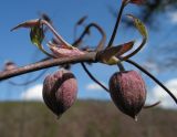 Atragene ochotensis. Часть побега с бутонами и распускающимися листьями. Хабаровский край, Ванинский р-н, пос. Высокогорный. 25.05.2013.