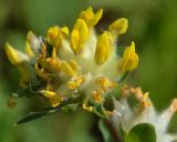 Смотреть изображение Anthyllis vulneraria